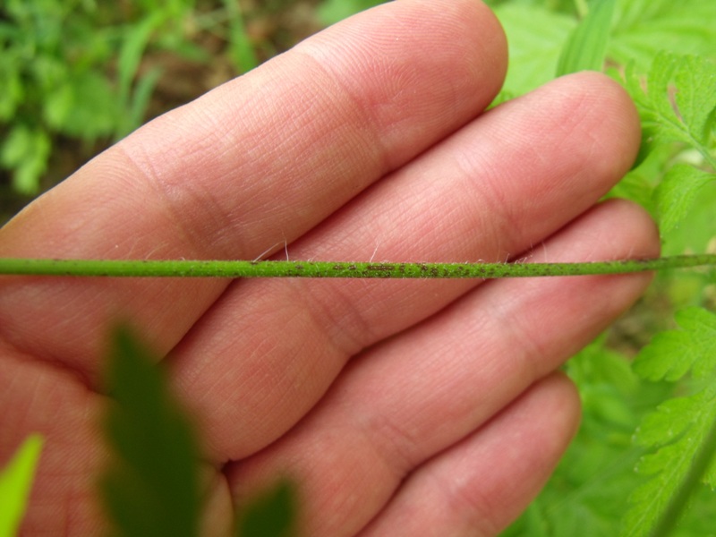 Conium maculatum? no, Chaerophyllum temulum